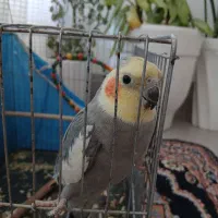 عروس هلندی|پرنده|لردگان, |دیوار