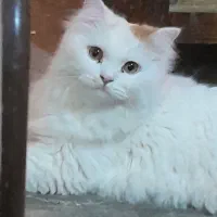 گربه