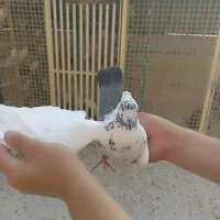 کفتر