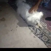 سگ.پاکوتا