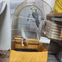 عروس مرغ عشق