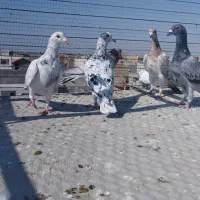 کبوتر  کفتر|پرنده|شیراز, احمدآباد|دیوار