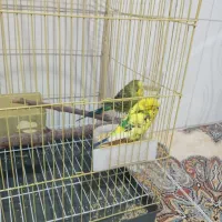 مرغ عشق ‌‌.