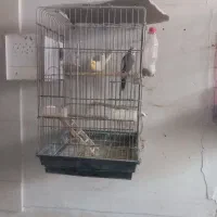 عروس هلندی|پرنده|کاشان, گریه|دیوار