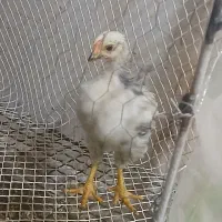 جوجه گلپایگان ۴عدد|حیوانات مزرعه|کرج, حصارک پایین|دیوار