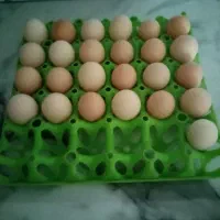 تخم نطفه دار برهما