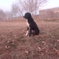 واگذار‌توله‌سگ‌