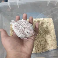 جوجه عروس هلندی|پرنده|شیراز, کوشک میدان|دیوار