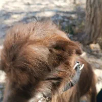 سگ پاکوتاه|سگ|قوچان, |دیوار