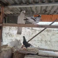 کفتر اتوبان آهنگ بعدازتقاطع عارف شمالی|پرنده|چهاردانگه (تهران), |دیوار