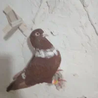 یک عدد سرخ نواری ماده