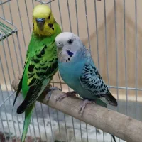 مرغ عشق نر و ماده جفت گیری|پرنده|تهران, نیروی هوایی (پیروزی)|دیوار