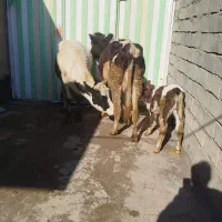 گاو و گوساله دو رگ