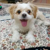 سگ پاکوتاه