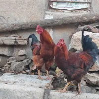 خروس|حیوانات مزرعه|خاو و میرآباد, |دیوار