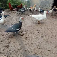 اردک و قو غاز و غاز اسرائیلی|حیوانات مزرعه|هچیرود, |دیوار