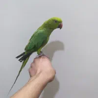 جوجه طوطی ملنگو دستی|پرنده|اصفهان, شهرک کوثر|دیوار