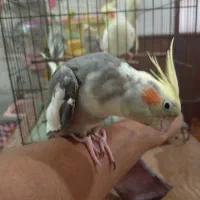 عروس هلندی همشون آشتی