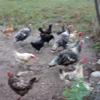 بقلمون ومرغ تخم گذار وخروس|حیوانات مزرعه|سنگر, |دیوار