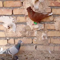 سرخ دم سفید پرشی ضمانت