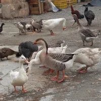 فروش غاز و بوقلمون و مرغ و خروس و اردک