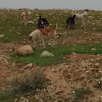 واگذاری ی جفت نرو ماده