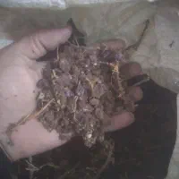 کشمش افتابی