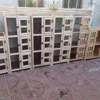 جفتزن کفتر و انواع قفس چوبی|لوازم جانبی حیوانات|مراغه, |دیوار