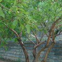 دو جریب طرح‌عمان