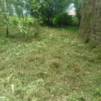 علفزنی و‌چمنزنی