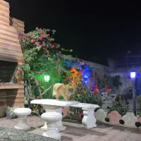 پامرانین