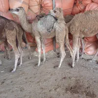 شتر جوان پنج نفر|حیوانات مزرعه|سیمین شهر, |دیوار