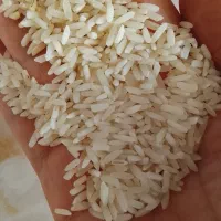 برنج عنبر بو خوزستانی