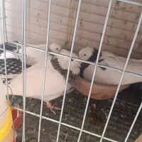 کبوتر طوقی سرور