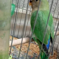 طوطی برزیلی|پرنده|شیراز, شیخ علی چوپان|دیوار