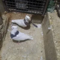 کبوتر ، کفتر ، طوقی|پرنده|تهران, کیانشهر|دیوار