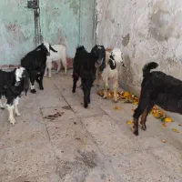 کره ماده چاق|حیوانات مزرعه|بندر کنگان, |دیوار