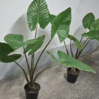 گل بابا آدم|گل و گیاه طبیعی|پردیس, فاز ۲|دیوار