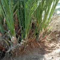 فروش نهال و پاجوش مجول مراکشی سوپر جامبو|خدمات باغبانی و درختکاری|رستاق, |دیوار