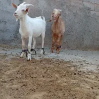 بزسانن بزغاله اصل|حیوانات مزرعه|خواف, |دیوار