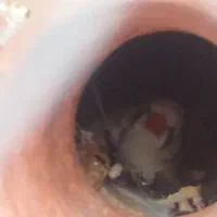 عروس هلندی ، مرغ عشق ، فنچ لپ سیاه|پرنده|بردسکن, |دیوار