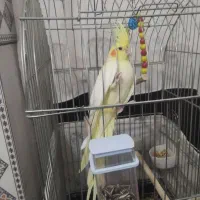 عروس هلندی نر