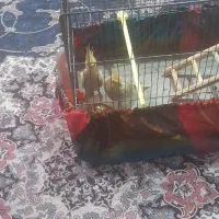 دو عدد طوطی عروس هلندی|پرنده|رشت, سلیمانداراب|دیوار