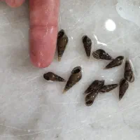 حلزون مخروطی