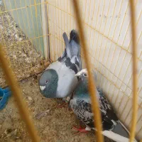 فروش ۱۲عد کبوتر..پلاکی وبهبانی..
