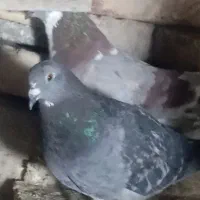 تعدادی کبوتر در سیرجان|پرنده|شهر بابک, |دیوار