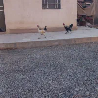 خروس|حیوانات مزرعه|قم, علی آباد سعدگان|دیوار