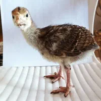 جوجه بوقلمون برنز انگلیس ۱۷ روزه