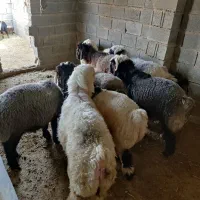 بره چاق درجه یک|حیوانات مزرعه|میمند, |دیوار