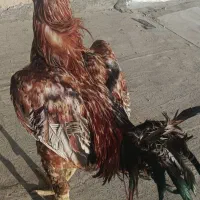 خروس لاری اصیل